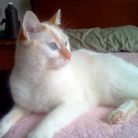 orange and white cat with blue eyes