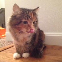 long-haired torbie cat