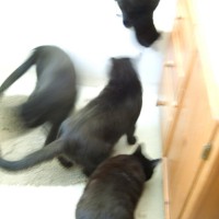 four black cats moving around