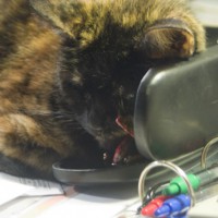 tortoiseshell cat on desk