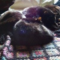 four black cats on wool afghan