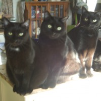 five black cats waiting for meal