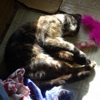 031112-CatnipForBreakfast