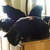 three or five black cats