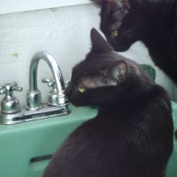 031511-StaringAtFaucet
