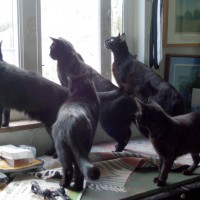 031512-FiveAtWindow