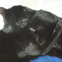 two black cats