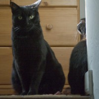 two black cats at top of steps