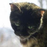 tortoiseshell cat on windowsill