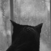 black and white photo of black cat looking out rainy window