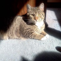 tabby cat with white toes