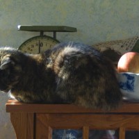 photo of tortoiseshell cat with bowl of apples