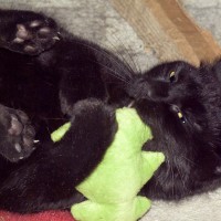 black cat with catnip toy