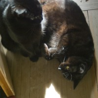 two black cats in sun on floor