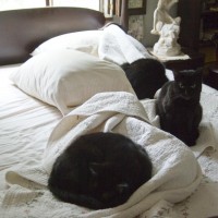 black cats on bed