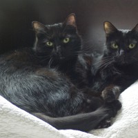 two black cats on bed