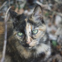 tortoiseshell cat on leaves