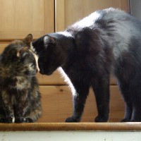 032411-CookieMewsette