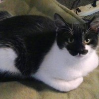 black and white cat
