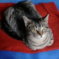 tabby cat on blanket