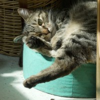 tabby cat in cat bed