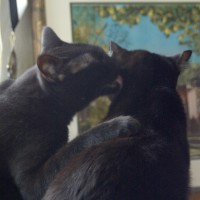two black cats bathing