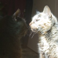 black cat and tortoiseshell cat