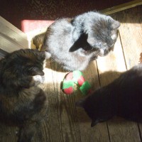 tortoiseshell cat with catnip toy