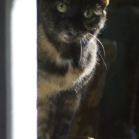 tortoiseshell cat looking around corner