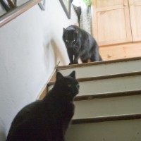 Three black cats on steps.
