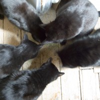 five black cats eating catnip
