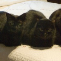 three black cats on bed