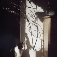 photo of cat with pussy willow