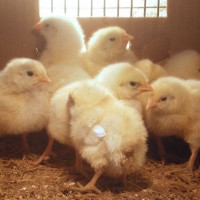 baby chicks in box