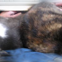 two cats on lap