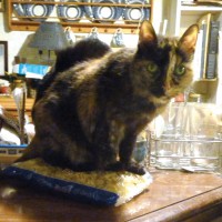 tortoiseshell cat on bag of pasta