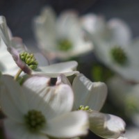 dogwood blossoms