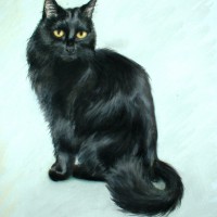 pastel portait of long-haired black cat