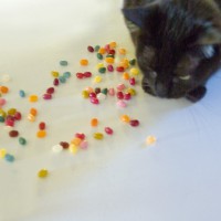 black cat with jelly beans