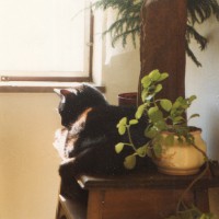 black cat on table