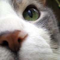 namir's nose close up