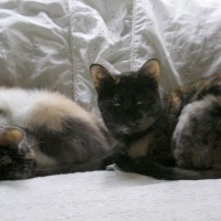 two cats on bed