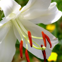 white lily