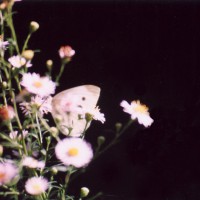 photo pf asters with cabbage butterfly