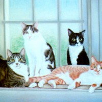 portrait of five cats