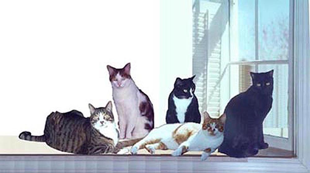 composite for cat portrait