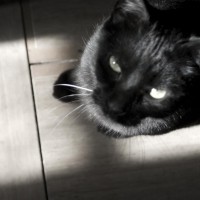 black cat looking up