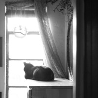 black and white photo of cat looking out window