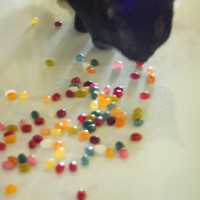 black cat with jelly beans