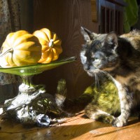 tortoiseshell cat with squashes